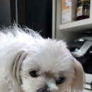 Pet snack(펫스낵) 이미지