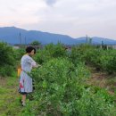 남규농장 이미지