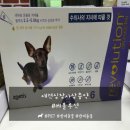 레볼루션애견 네이버블로그