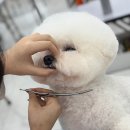 앙볼리펫살롱 | 남양주강아지미용 별내 유명한 가위컷전문애견미용 앙볼리 펫살롱
