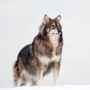 명랑한도그 이미지