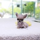 카니훈트 | 파주강아지분양 닥스훈트 장점은 무엇일까요?