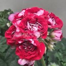 달의 꿈 이미지