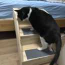 펫테이블 이미지