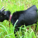 산지흑염소 이미지