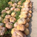 맷돌농장 이미지