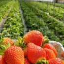 안하농장 이미지