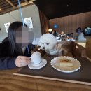 펫라떼