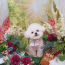 삐삐펫살롱 이미지