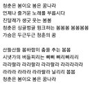 청춘의꿈 노래가사 이미지