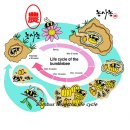 수정벌마야 이미지