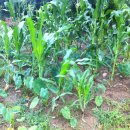 수필농장 이미지