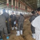 창녕한우 이미지