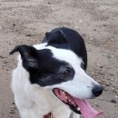 안뜰거북이마을 이미지