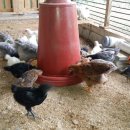 갈뫼농장 이미지