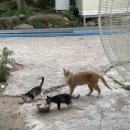 비에이치씨(BHC) 영천신녕점 이미지