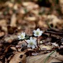 변산바람꽃, 현호색, 붉은대극 이미지