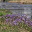 하천(충훈2교) 이미지