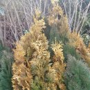 자두나무농장 이미지