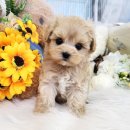 아르미펫 강아지고양이 김포본점 이미지