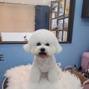 남양주 애견샵 이미지