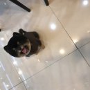 멍멍이냥 애견미용 이미지