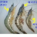 대하 티스토리