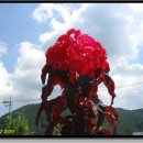 산수목