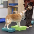 엔젤짐 반려견 아카데미 이미지