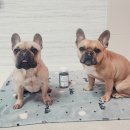 피피도그 이미지