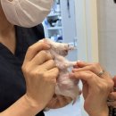 이솝동물병원 | 울산 햄스터 병원, 발톱, 종양 &#34;이솝동물병원&#34; #내돈내산 기록용 후기