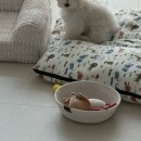 내 강아지 미용실 | 꼬망모르 대구 수성구 강아지 반려견 미용실 말티푸 후기
