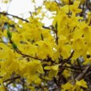 사월이네 이미지