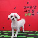 애견미용 | 청라 애견미용 개설렘 후기, 말티즈 미용 잘하는 곳