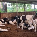 평택목장 이미지