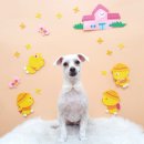 몽 그루밍 이미지