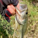 내곡 족구장 | 왕숙천 가을낚시(타툴라 XT로 면꽝)