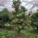 장꽁 펜션 이미지