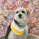 씻고놀개 이미지