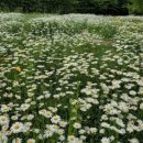 혜민약국 이미지