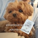 CU 유성경찰서정문점 | [공지] 미국 시카고 한달살기(준비) 1. 대전 국제운전면허증 5분컷 발급, 둔산동 오늘사진관, 둔산경찰서)