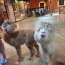 테이블에이 이미지