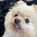 성남유치원 | 성남애견호텔 성남애견카페 성남애견유치원 모찌네호강스 솔직 방문후기!