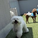 포근멍 애견 유치원 네이버블로그