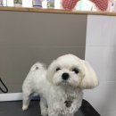 송송그루밍 이미지