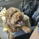 CFM애견유치원 이미지