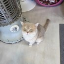 골든캣 골드브숏 골드먼치킨 평택전문점 이미지