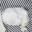 서울더바른치과교정과치과의원 이미지