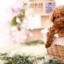 몽몽이하우스 인천연수점 이미지