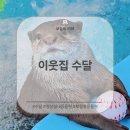 귀여운 수달이 있는 경산 실내 동물원 &#39;이웃집 수달&#39; 후기